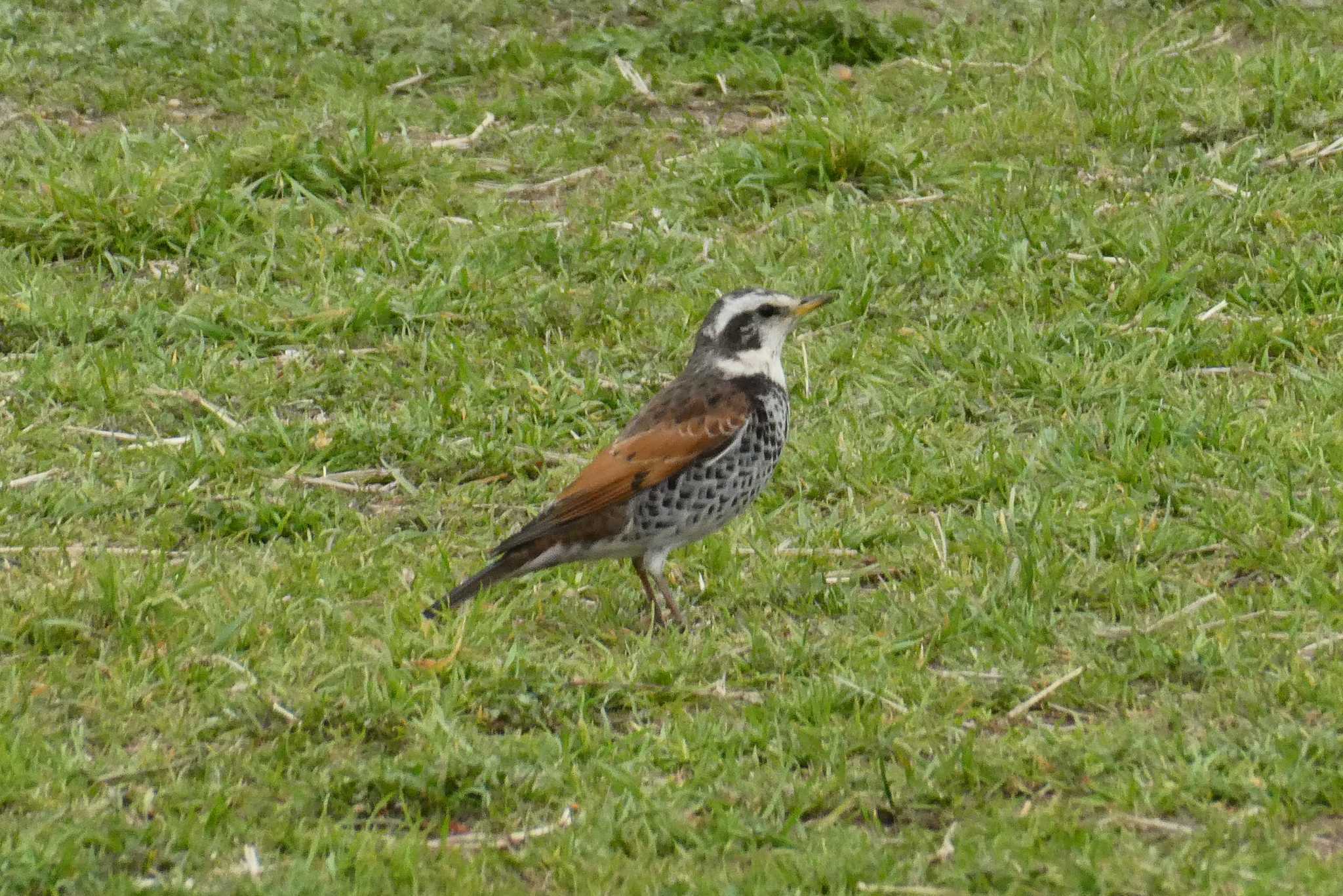 Photo of Dusky Thrush at 東京都北区 by Kirin-Kita