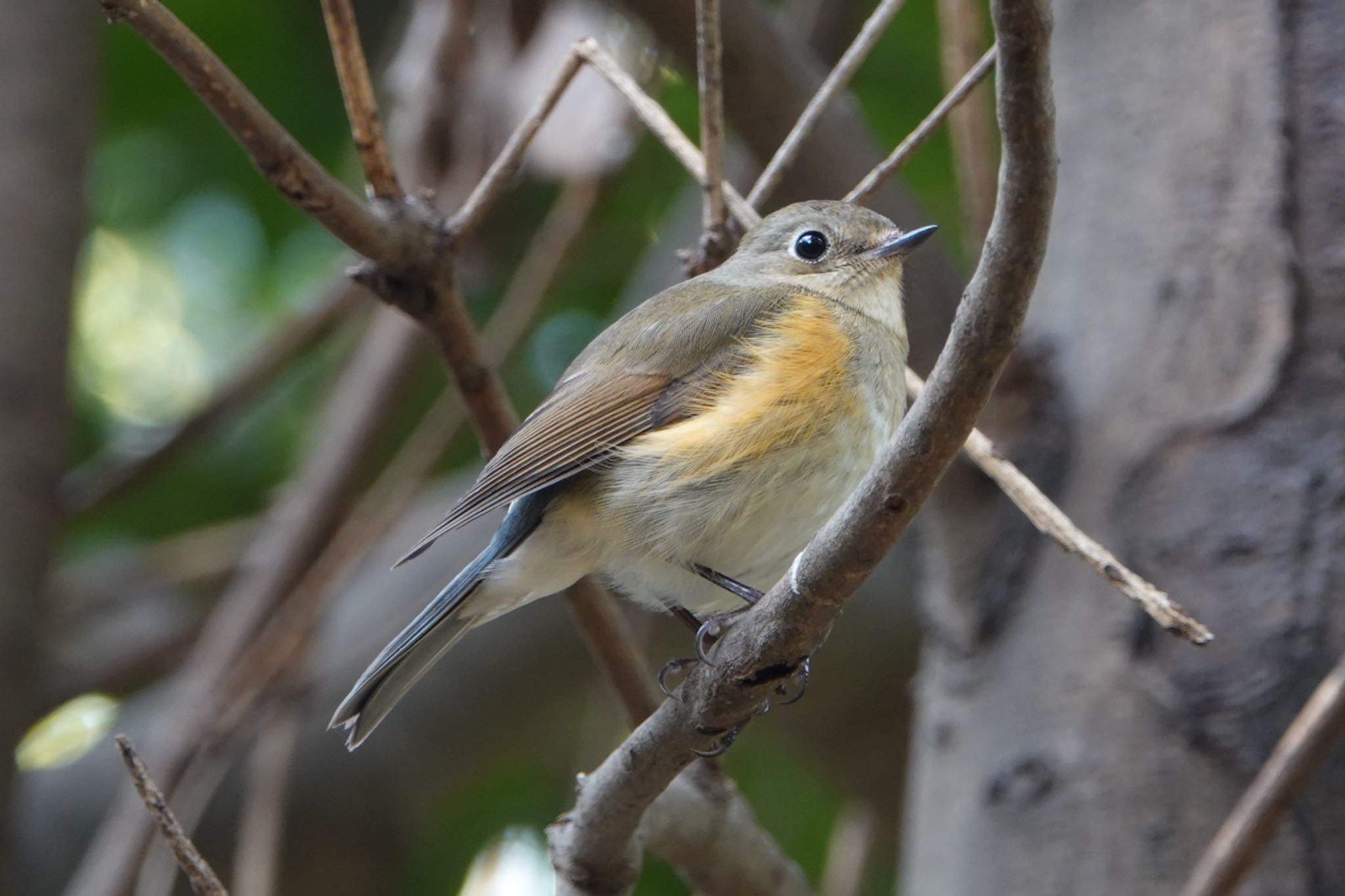 Photo of Red-flanked Bluetail at 東京都 by ひじり