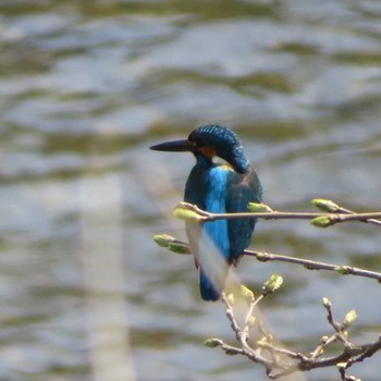 Sat, 3/27/2021 Birding report at 境川遊水地公園