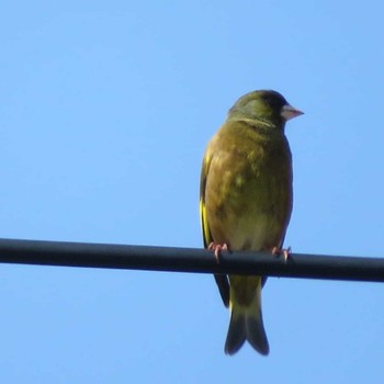 Grey-capped Greenfinch 神奈川県 Sat, 3/27/2021