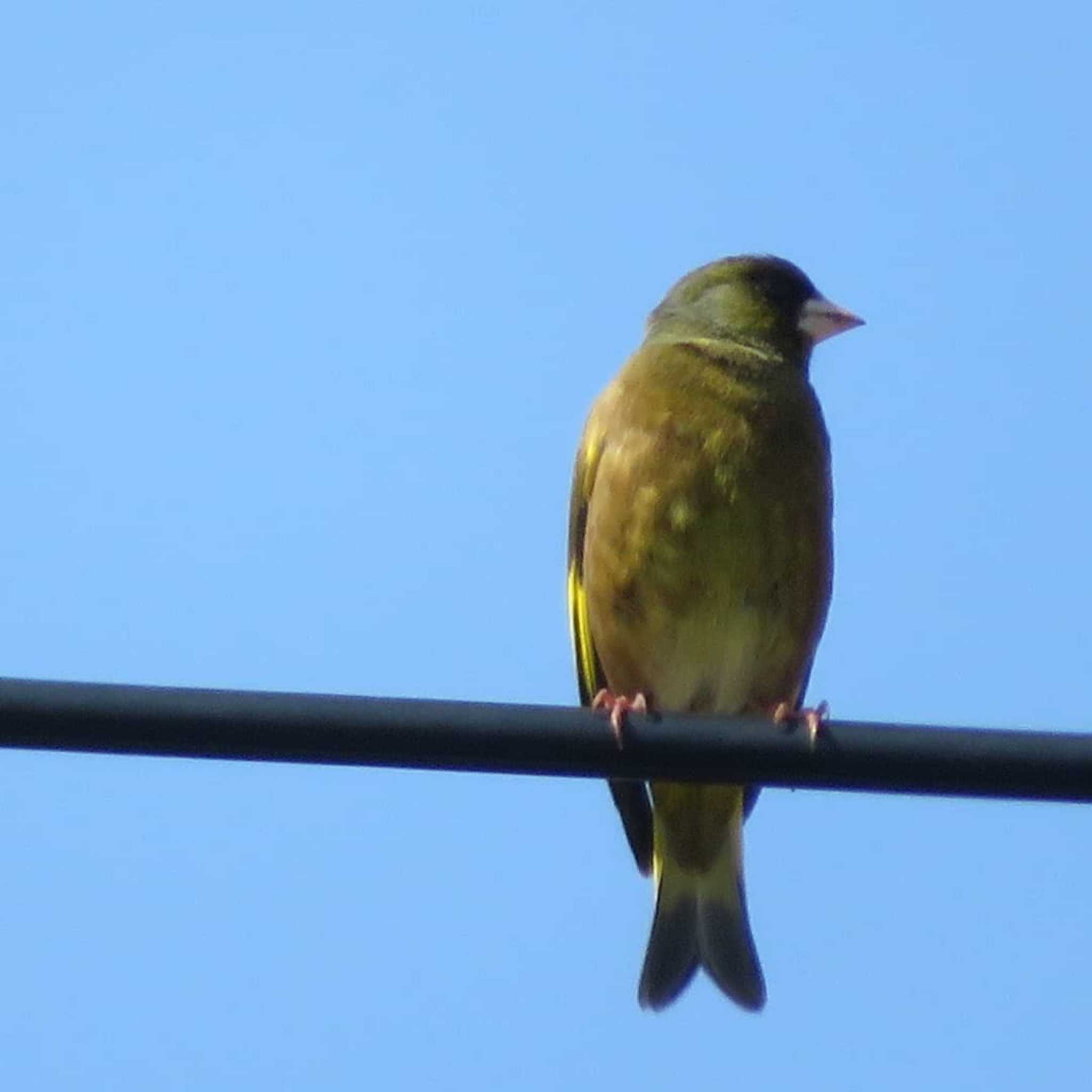 Photo of Grey-capped Greenfinch at 神奈川県 by もー
