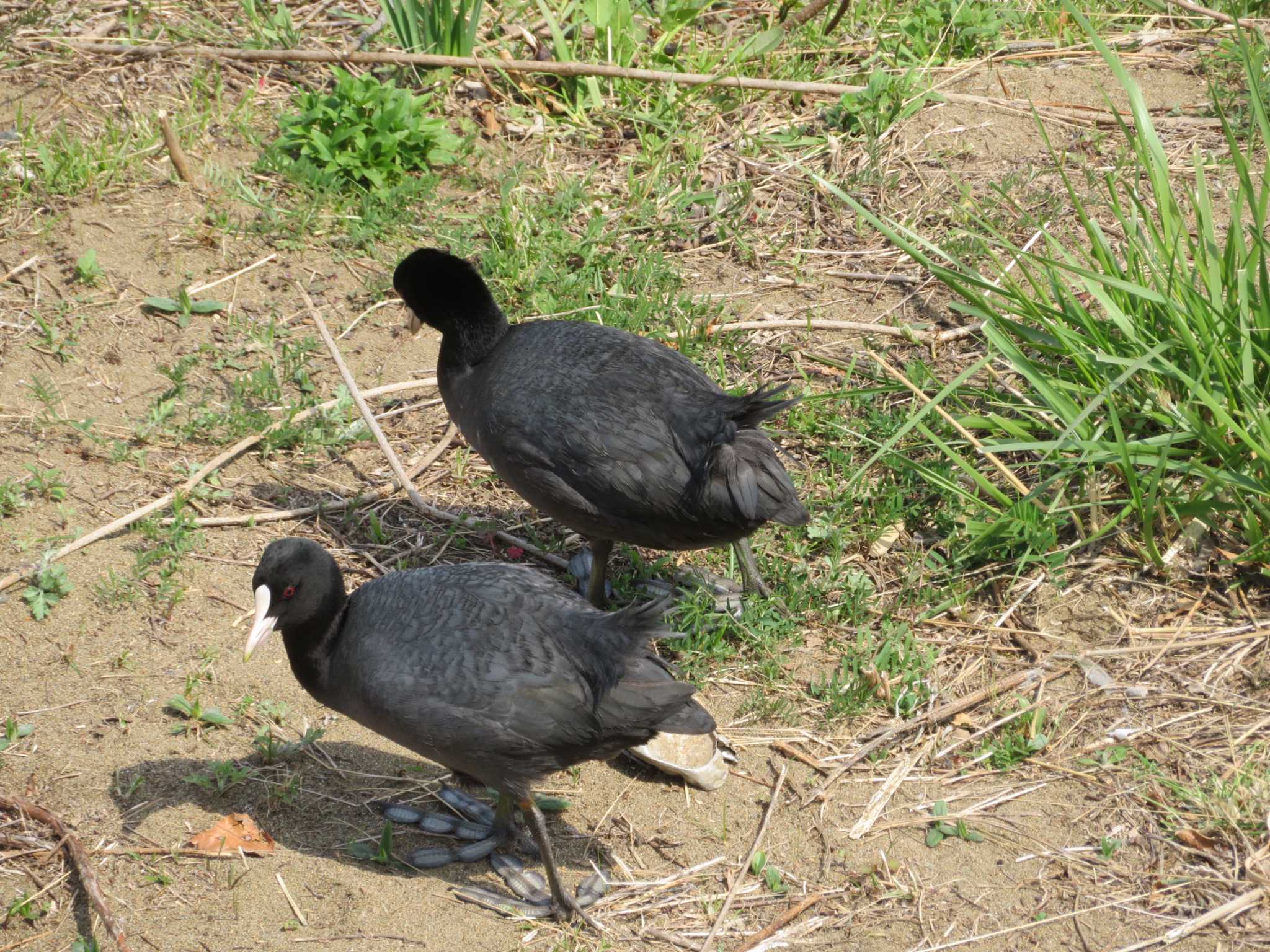 Photo of Eurasian Coot at 境川遊水地公園 by もー