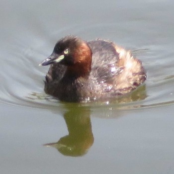 Little Grebe 境川遊水地公園 Sat, 3/27/2021