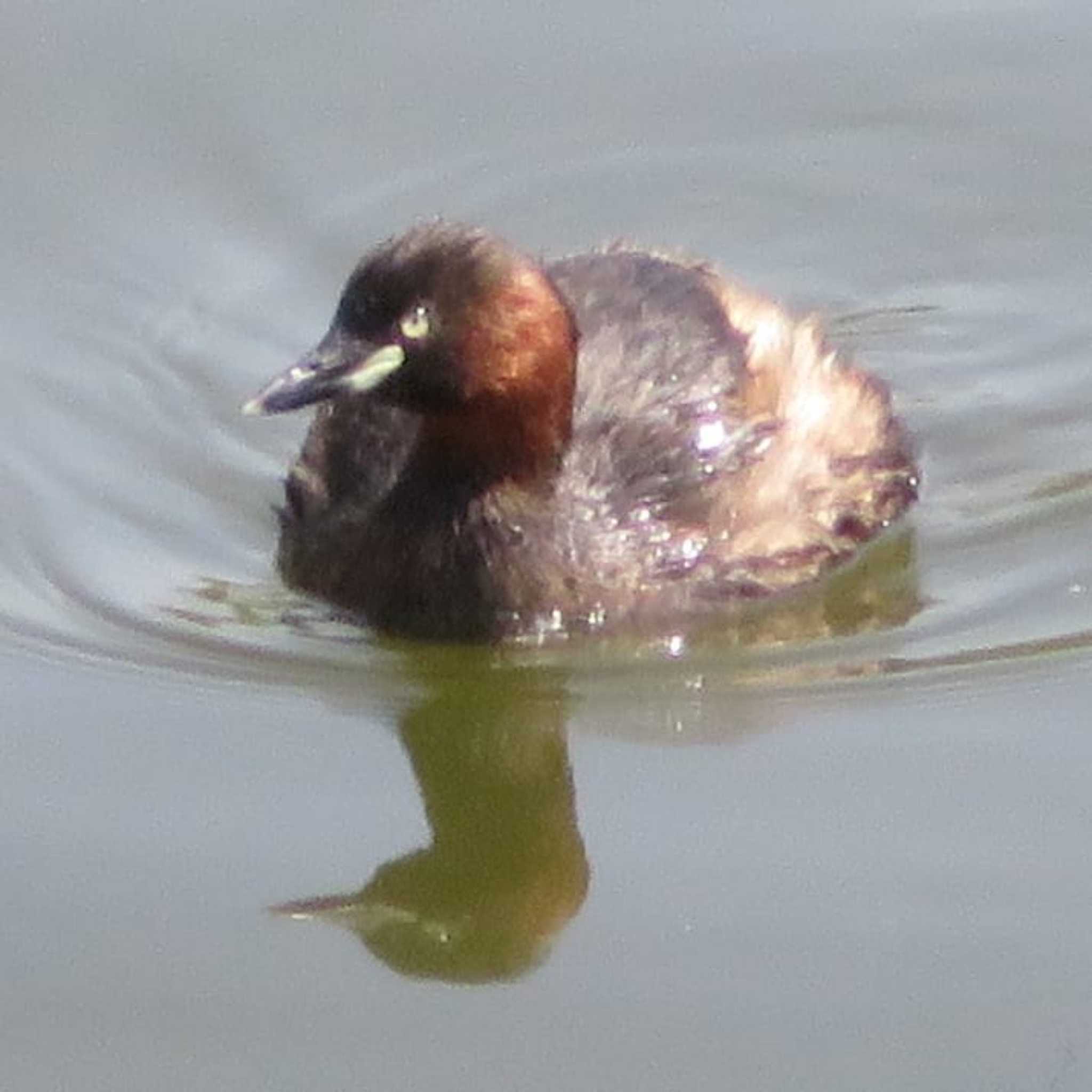Photo of Little Grebe at 境川遊水地公園 by もー