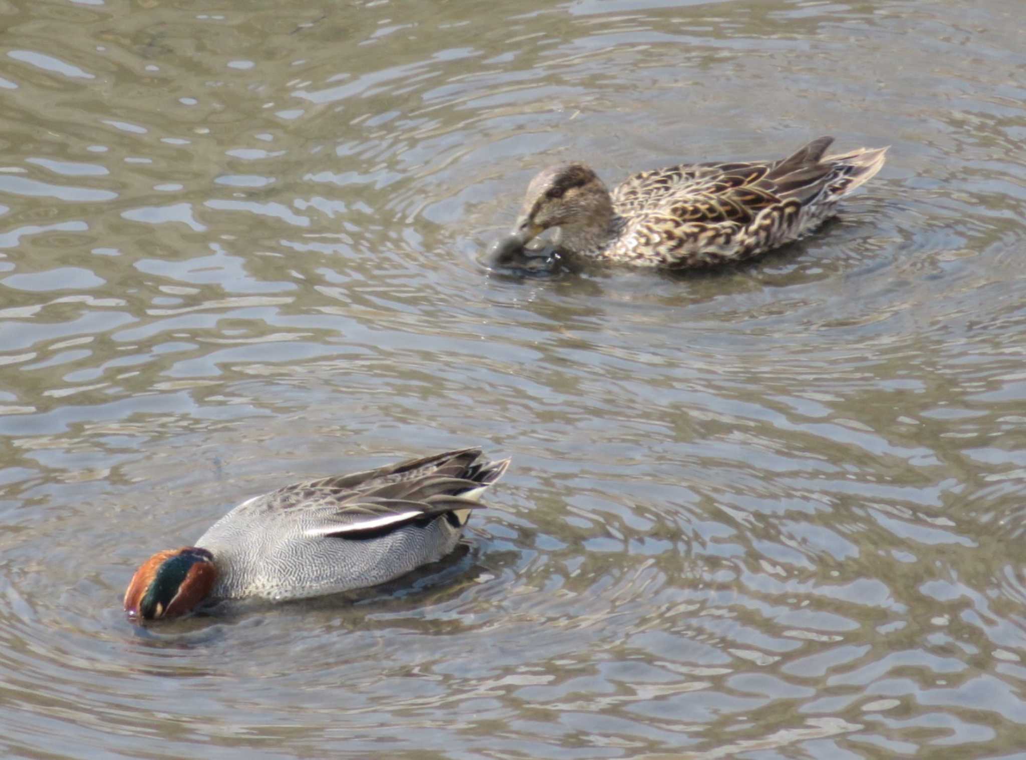 Photo of Eurasian Teal at 境川遊水地公園 by もー