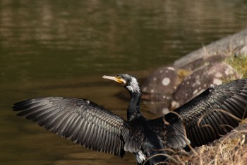 Great Cormorant 兵庫県立ゆめさきの森公園 Wed, 3/24/2021