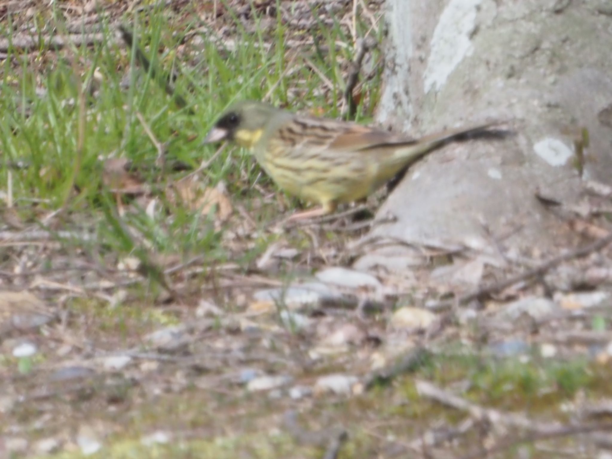 Photo of Masked Bunting at 稲美町加古大池 by まさ