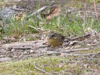 Masked Bunting 稲美町加古大池 Sat, 3/27/2021