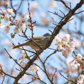 ウグイス 裏高尾 2021年3月27日(土)