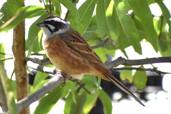 Sat, 3/27/2021 Birding report at 芝川第一調節池(芝川貯水池)