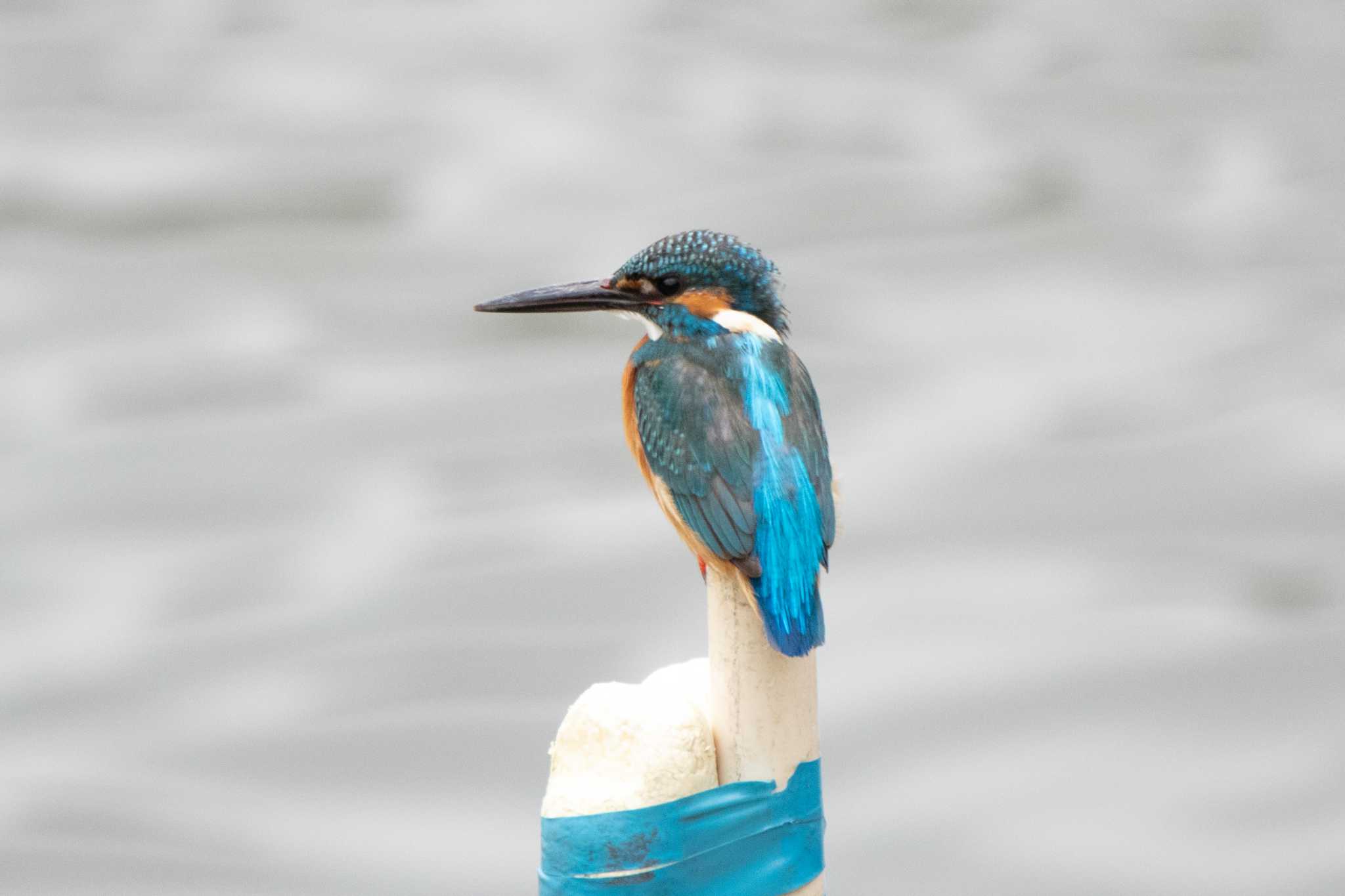 Common Kingfisher