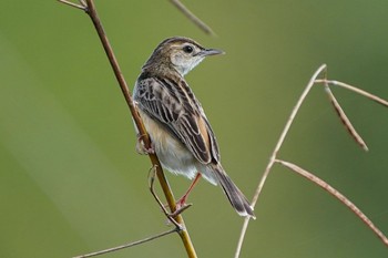 2021年3月28日(日) Jurong Lake Gardensの野鳥観察記録