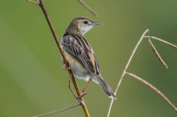 Zitting Cisticola Jurong Lake Gardens Sun, 3/28/2021