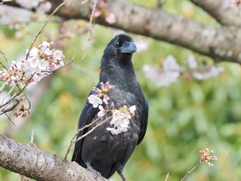 ハシブトガラス 甲山森林公園 2021年3月27日(土)