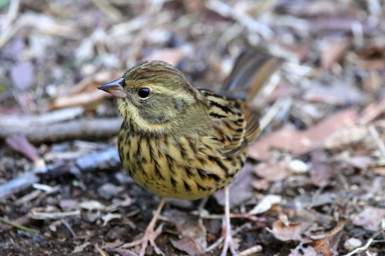 葛西臨海公園 アオジの写真