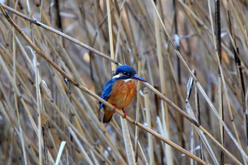 2017年1月17日(火) 葛西臨海公園の野鳥観察記録