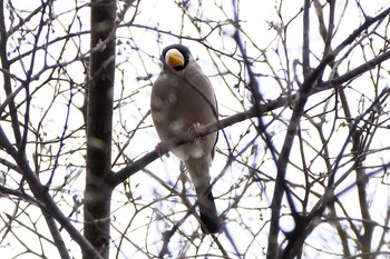 イカル 秋ヶ瀬公園 2021年3月28日(日)