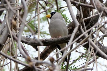 イカル 秋ヶ瀬公園 2021年3月28日(日)