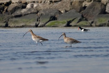 2021年3月24日(水) ふなばし三番瀬海浜公園の野鳥観察記録