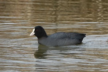 Thu, 2/4/2021 Birding report at 守山みさき自然公園