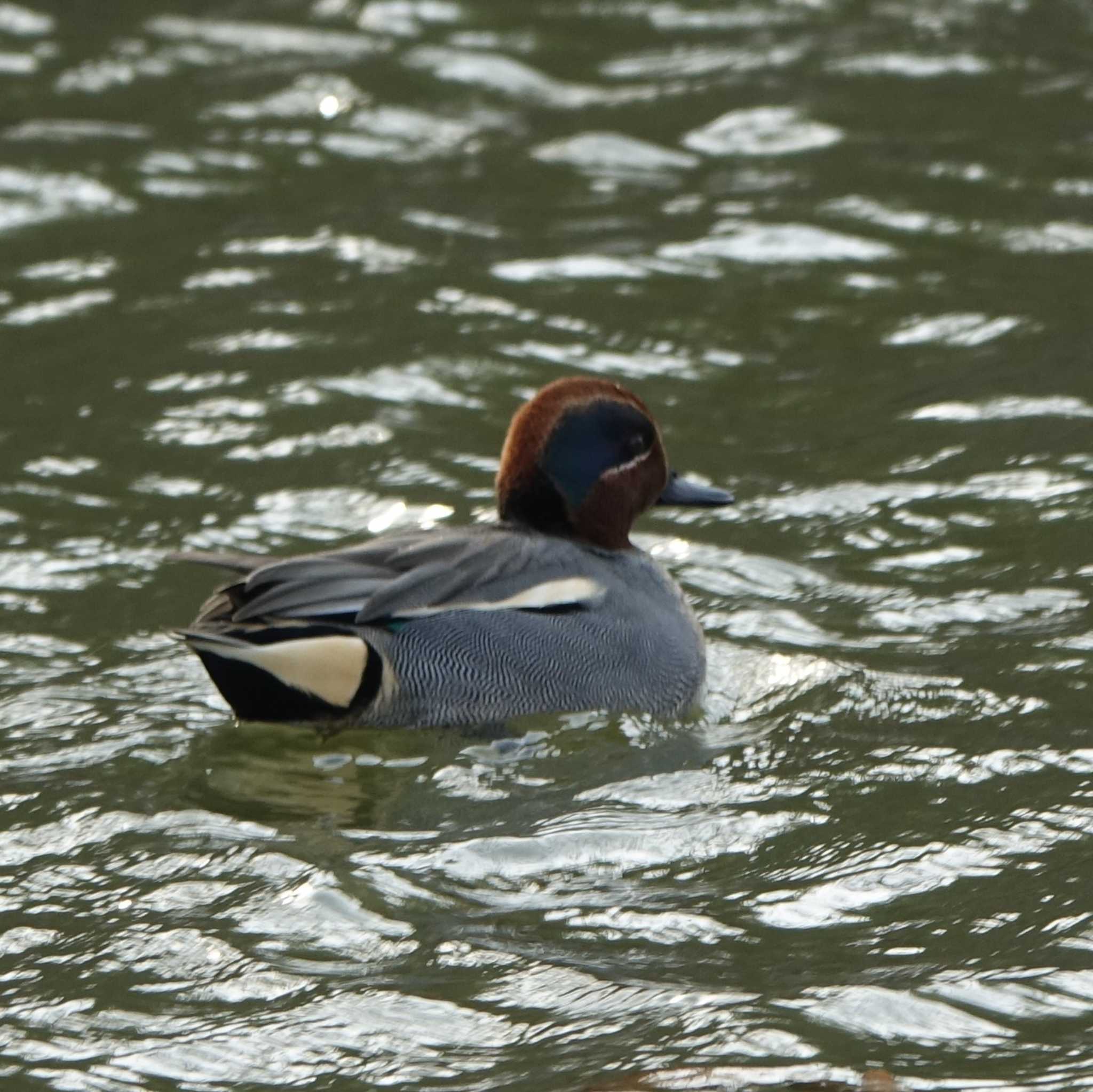 Eurasian Teal