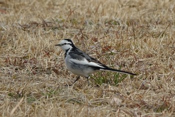 ハクセキレイ 守山みさき自然公園 2021年2月4日(木)