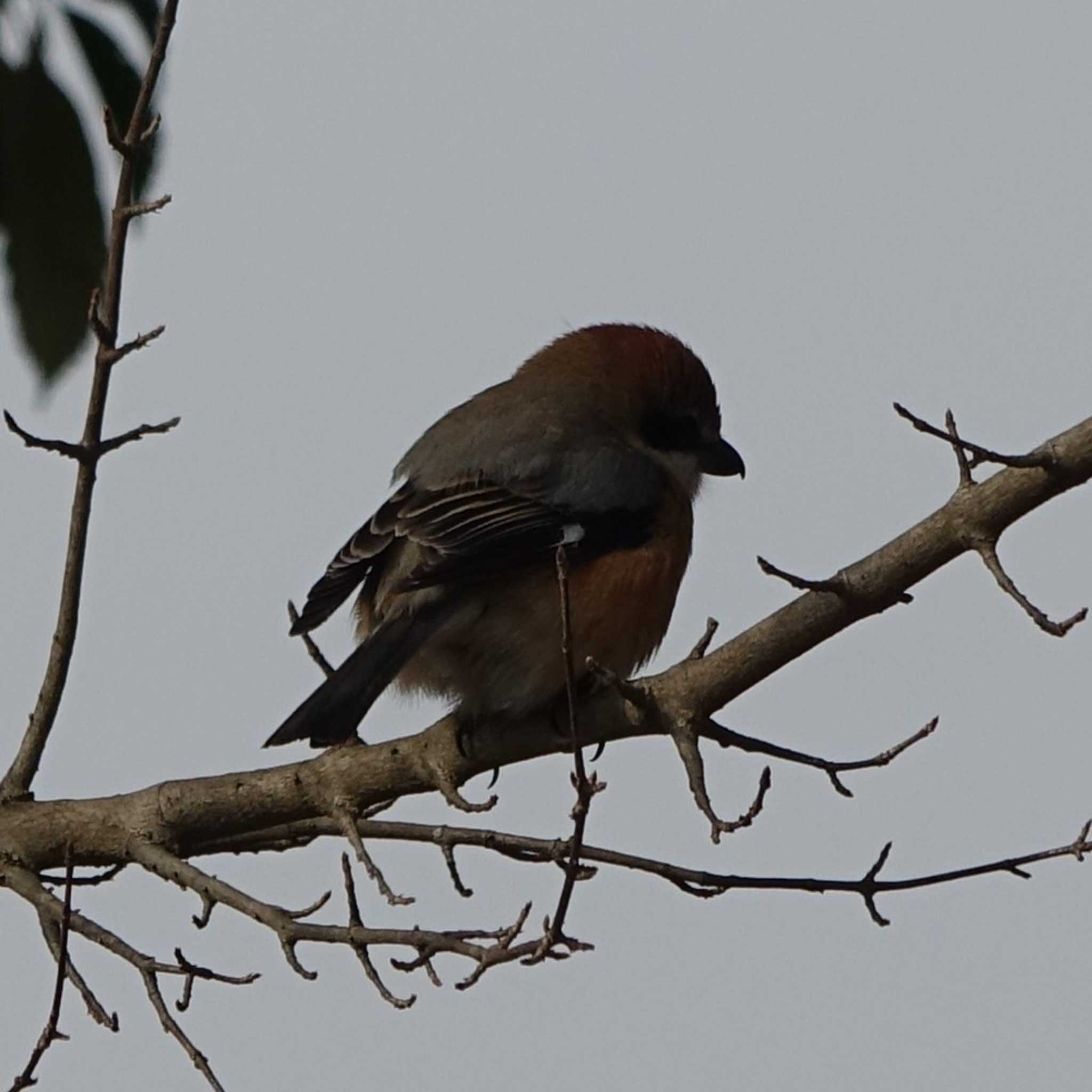 Bull-headed Shrike