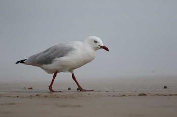 Sun, 2/5/2017 Birding report at Lorne Queenscliff Coastal Reserve