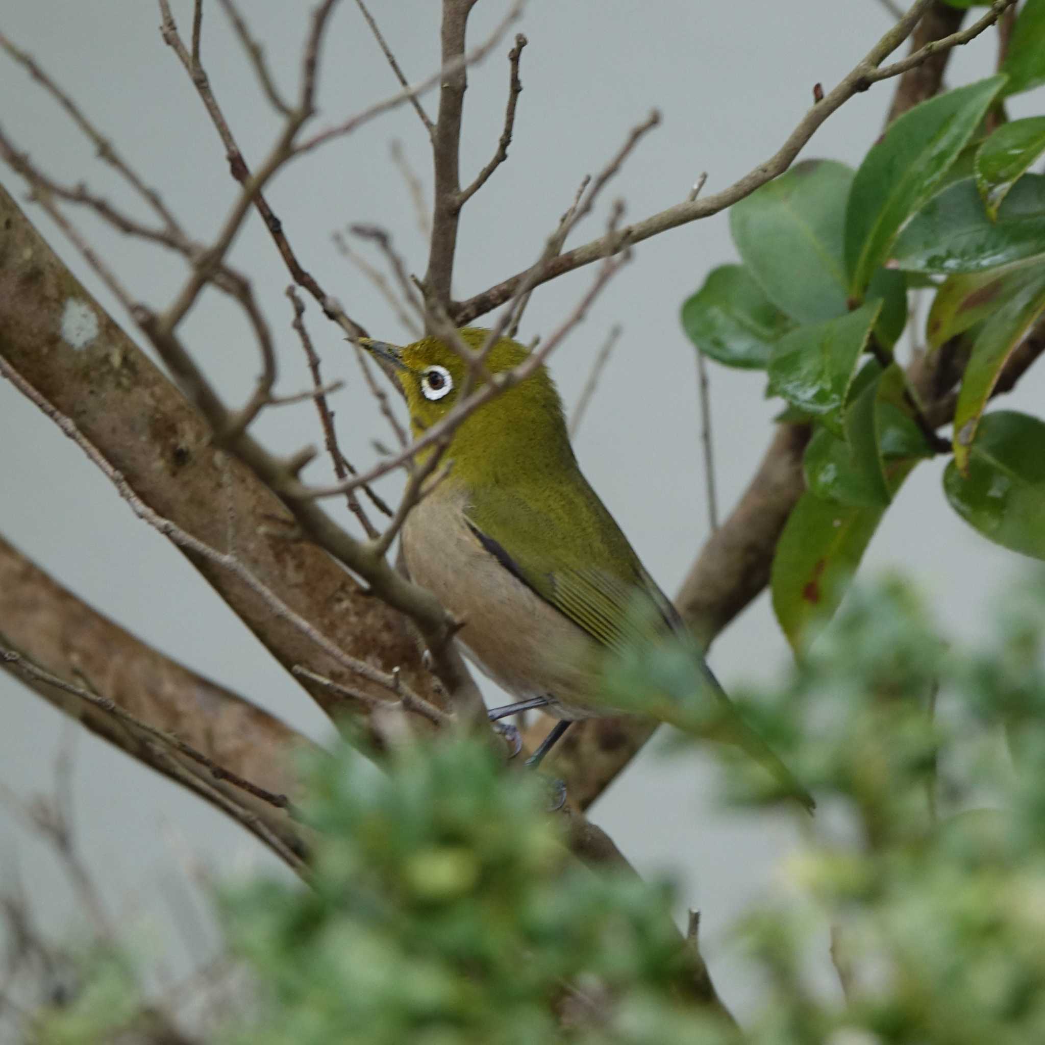 Warbling White-eye