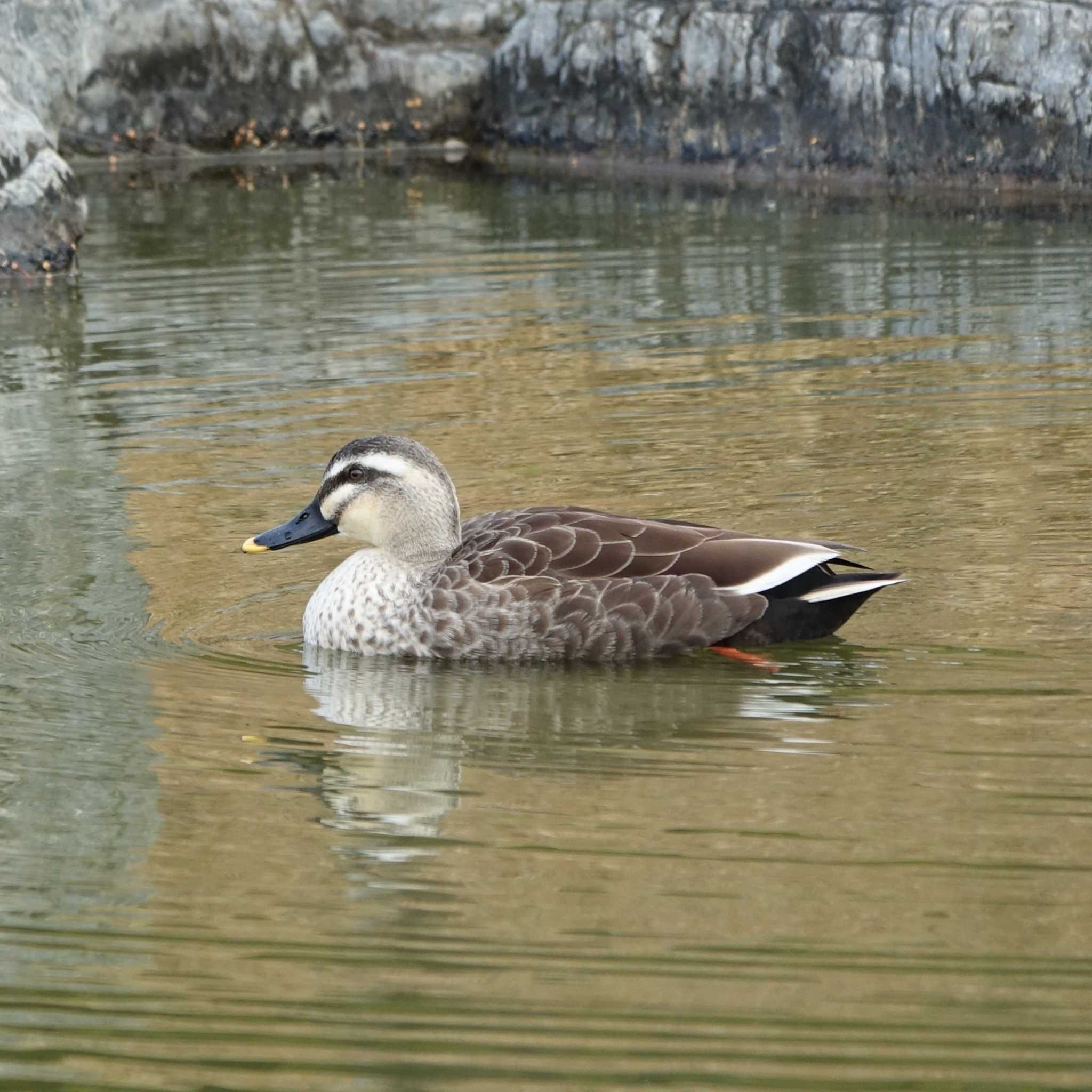 Eastern Spot-billed Duck