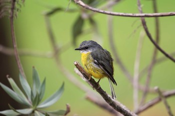 Eastern Yellow Robin Twelve Apostles Motel & Country Retreat Mon, 2/6/2017