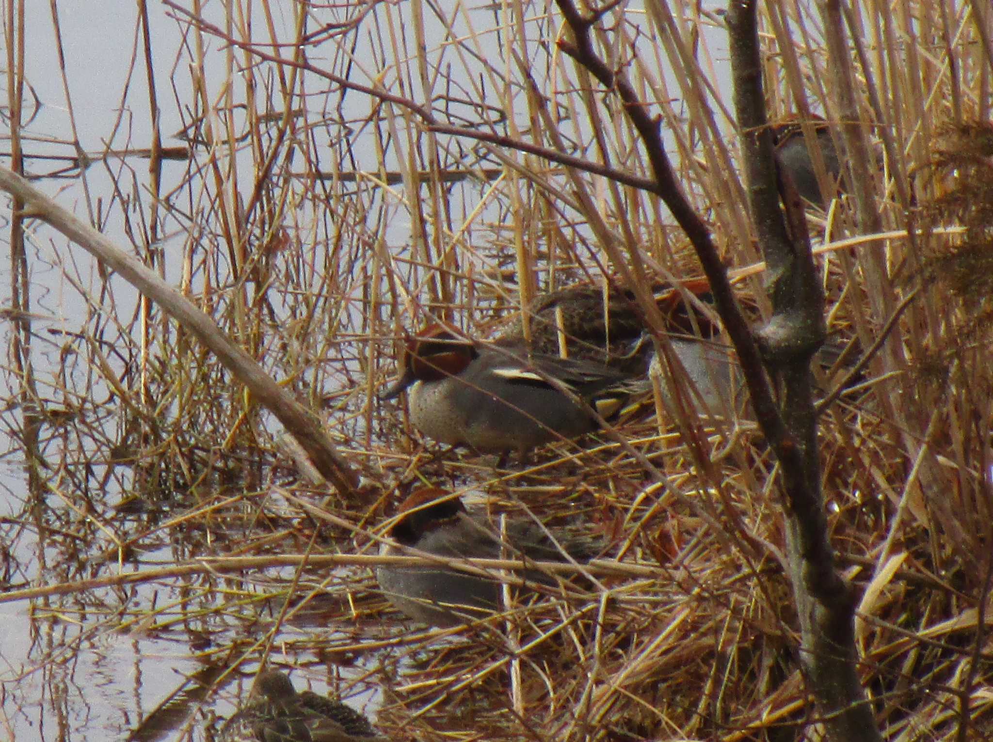 Photo of Eurasian Teal at 環水公園 by nari