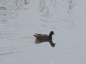 Common Moorhen 環水公園 Sun, 2/12/2017