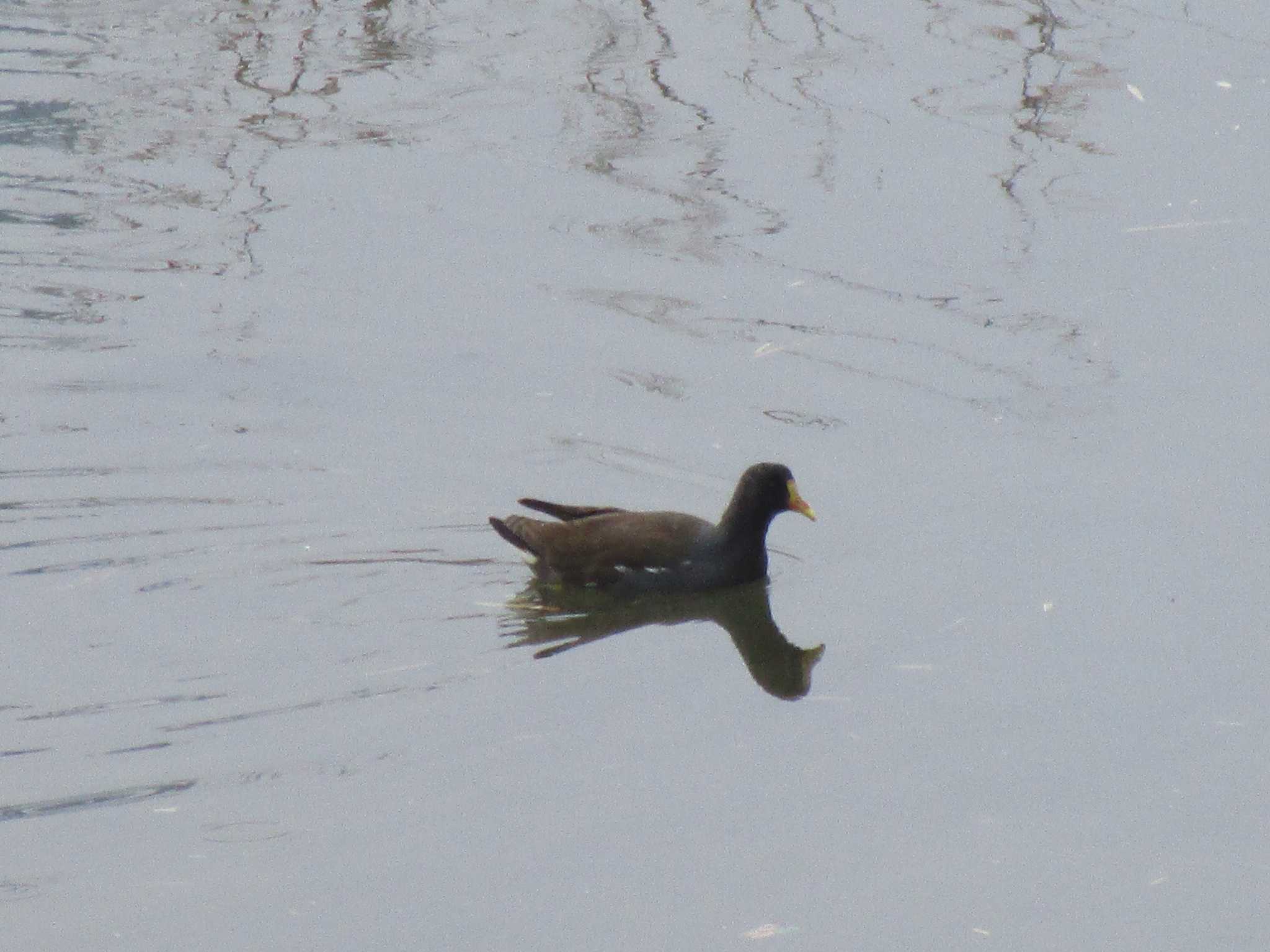 Photo of Common Moorhen at 環水公園 by nari