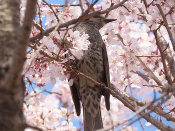 ヒヨドリ 東山動植物園 2021年3月26日(金)