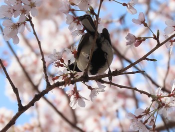 シジュウカラ 東山動植物園 2021年3月26日(金)