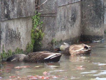 カルガモ 東山動植物園 2021年3月26日(金)