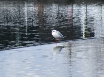 ユリカモメ 環水公園 2017年2月12日(日)