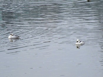 Smew 環水公園 Sun, 2/12/2017