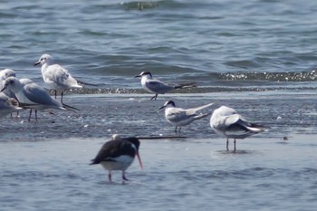 アジサシ ふなばし三番瀬海浜公園 2021年3月24日(水)