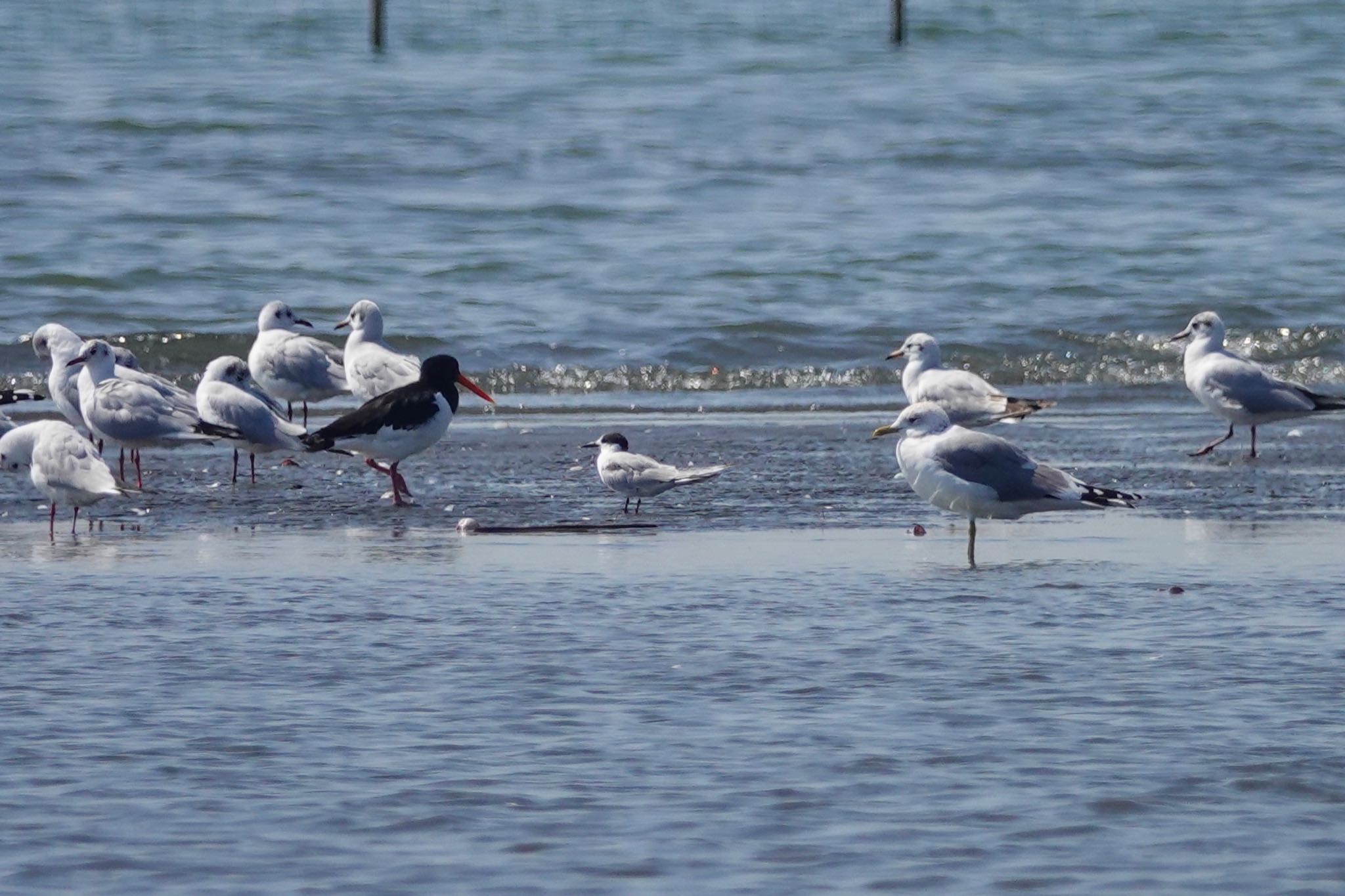 ふなばし三番瀬海浜公園 アジサシの写真 by のどか