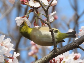 メジロ 小幡緑地 2021年3月27日(土)