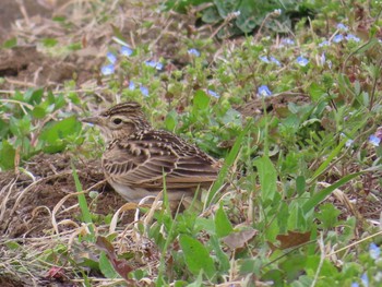 2021年3月28日(日) 座間新田宿の野鳥観察記録