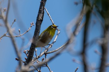 Warbling White-eye 兵庫県立ゆめさきの森公園 Wed, 3/24/2021