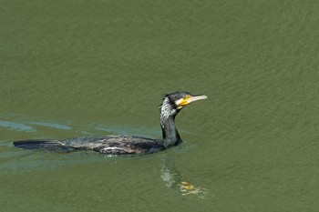 Great Cormorant 兵庫県立ゆめさきの森公園 Wed, 3/24/2021