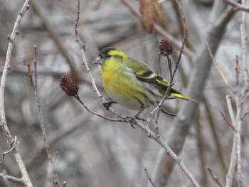 2021年3月28日(日) ウトナイ湖の野鳥観察記録