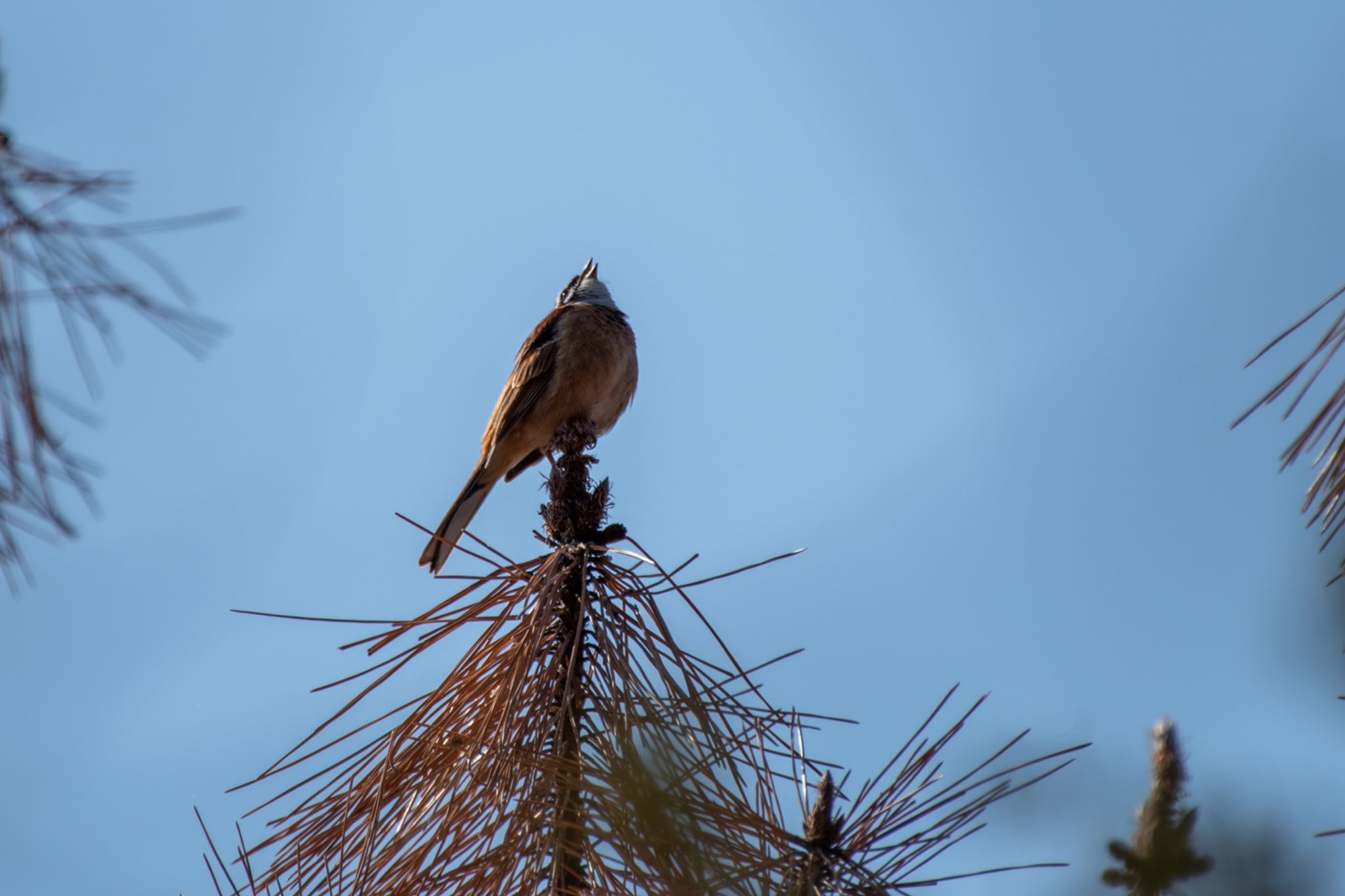 Meadow Bunting