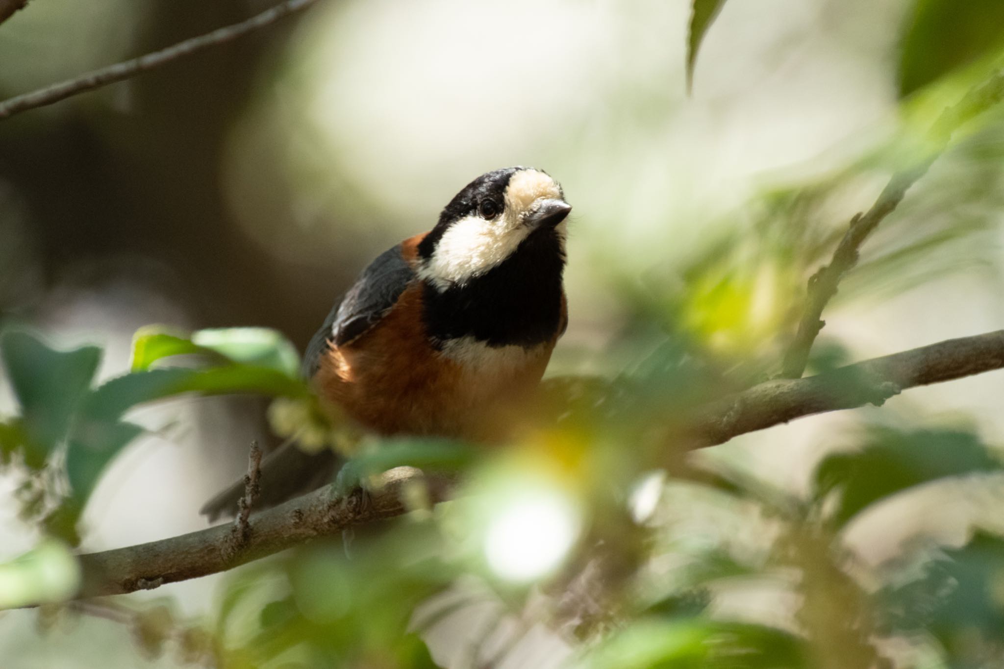 Varied Tit