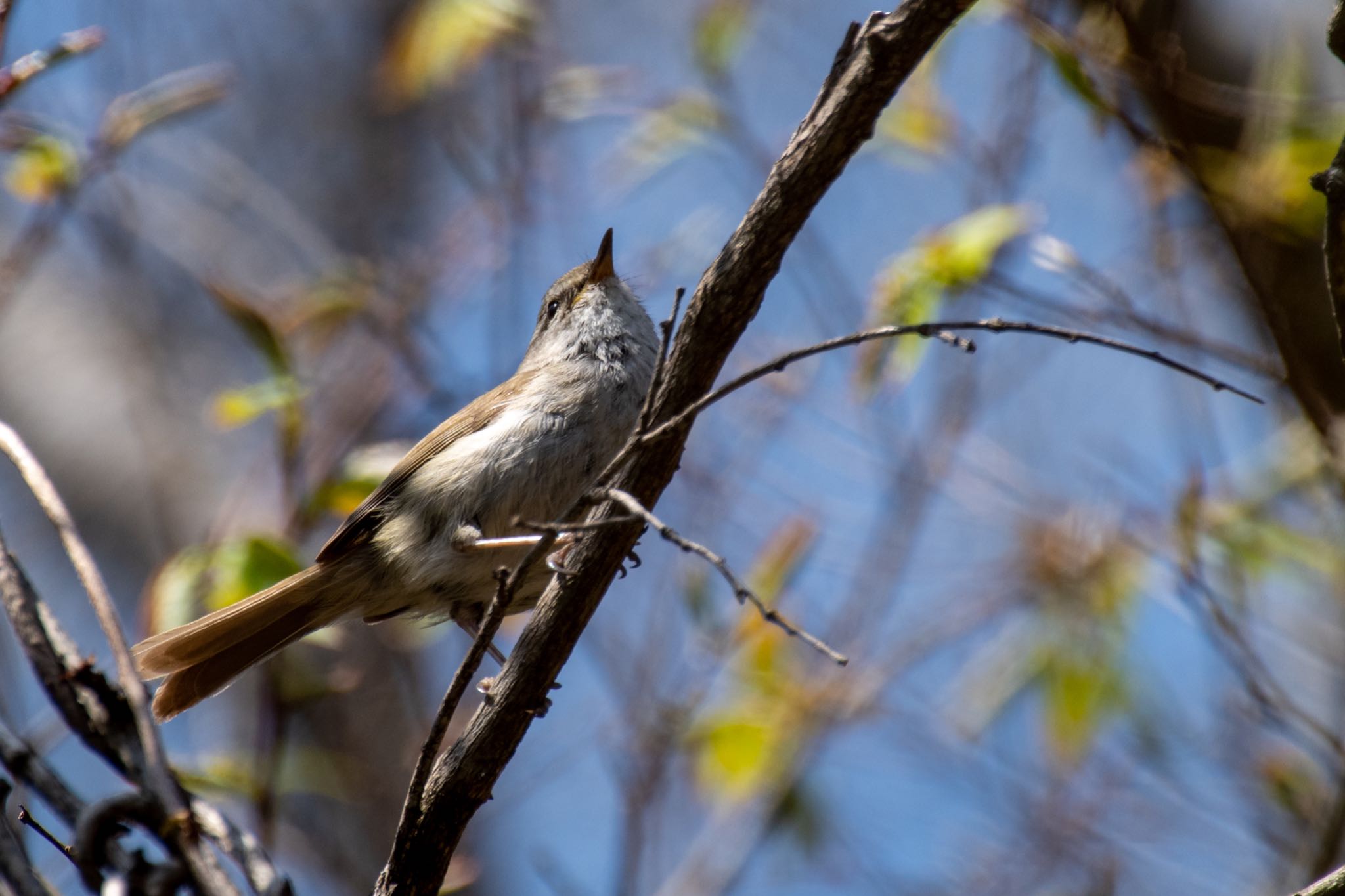 Japanese Bush Warbler