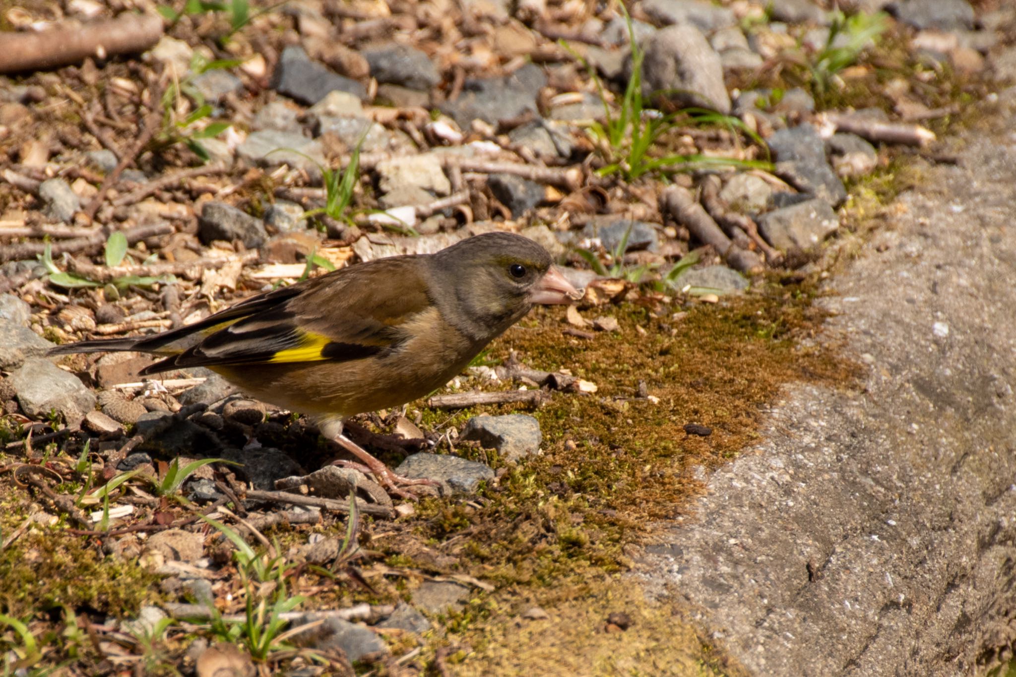 Grey-capped Greenfinch